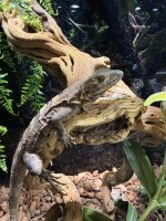 Schwarzleguan / Ctenosaura similis
