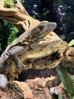 Schwarzleguan / Ctenosaura similis