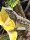 Schwarzleguan / Ctenosaura similis