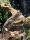 Schwarzleguan / Ctenosaura similis