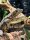Schwarzleguan / Ctenosaura similis