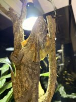 Kragenechse / Chlamydosaurus Kingii