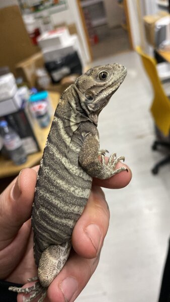 Nashornleguan / Cyclura cornuta