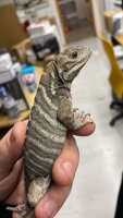 Nashornleguan / Cyclura cornuta