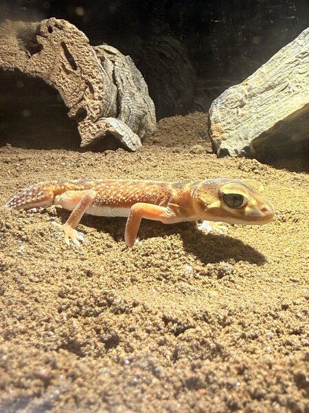 Glatter Knopfschwanzgecko / Nephurus levis levis