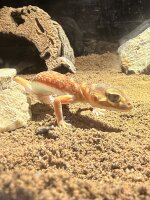 Glatter Knopfschwanzgecko / Nephurus levis levis