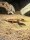 Glatter Knopfschwanzgecko / Nephurus levis levis