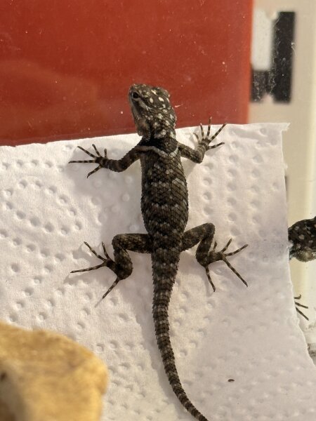Blaue Stachelleguan / Sceloporus cyanogenis