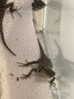 Blaue Stachelleguan / Sceloporus cyanogenis