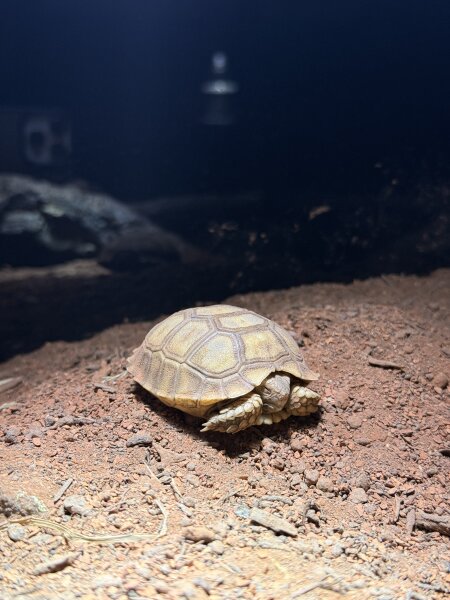 Sporn schilkröte / Centrochelys sulcata