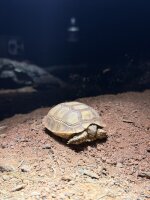 Sporn schilkröte / Centrochelys sulcata