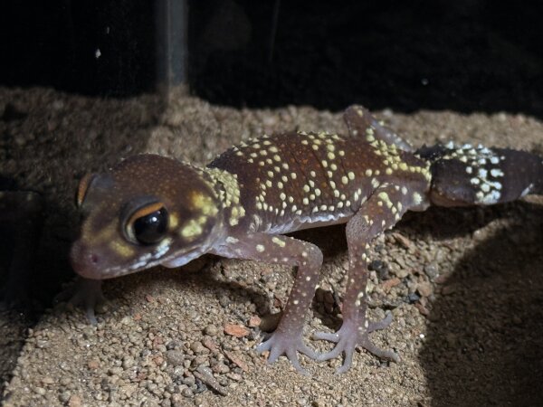 Dickschwanzgecko / Underwoodisaurus milii