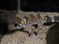 Dickschwanzgecko / Underwoodisaurus milii