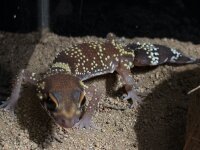 Dickschwanzgecko / Underwoodisaurus milii