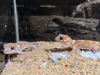 Dickschwanzgecko / Underwoodisaurus milii