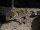 Dickschwanzgecko / Underwoodisaurus milii