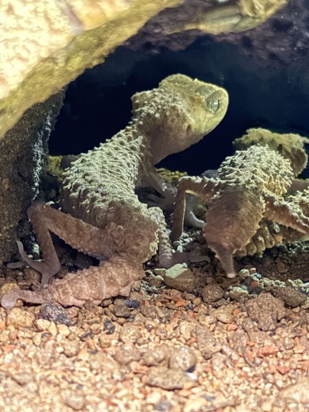 Bänder-Knopfschwanzgecko / Nephurus cinctus