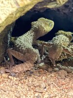 Bänder-Knopfschwanzgecko / Nephurus cinctus