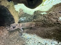 Bänder-Knopfschwanzgecko / Nephurus cinctus