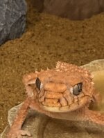 Riesen-Knopfschwanzgecko / Nephrurus amyae