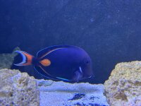 Achilles Doktorfisch / Acanthurus achilles