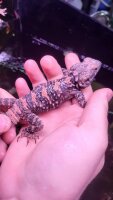 Kurzzehen-Hardun / Stellagama stellio brachydactyla