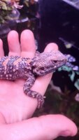 Kurzzehen-Hardun / Stellagama stellio brachydactyla