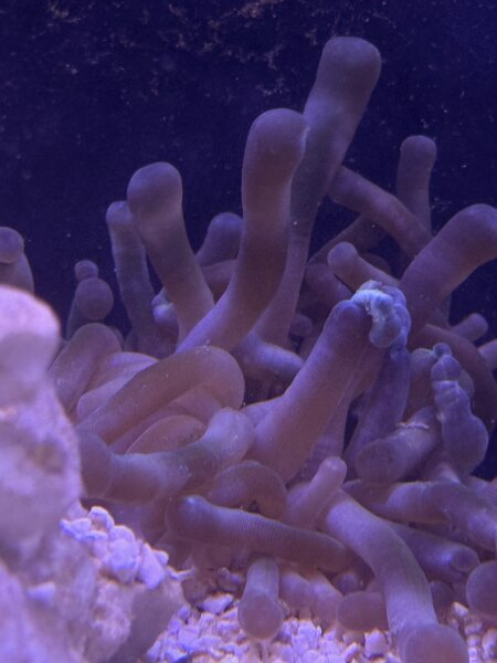 Karibische Goldrose / Condylactis gigantea