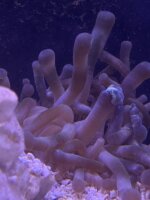 Karibische Goldrose / Condylactis gigantea
