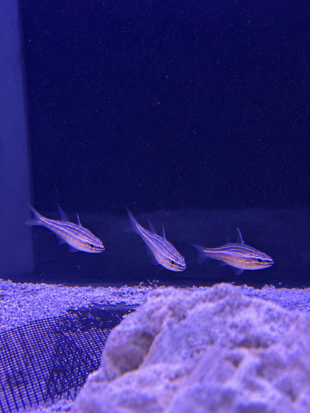 Rotstreifen Kardinalbarsch / Ostorhinchus margaritophorus