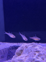 Rotstreifen Kardinalbarsch / Ostorhinchus margaritophorus