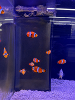 Falcher Clownfisch / Amphiprion ocellaris