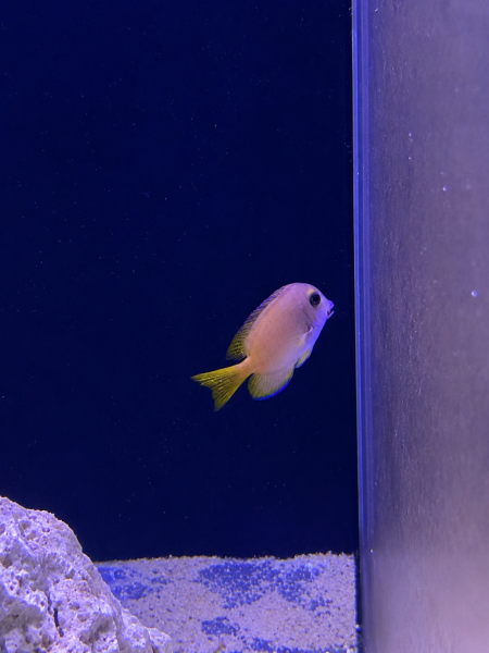 Blaulippen-Brostenzahndoktorfisch / Ctenochaetus cyanocheilus