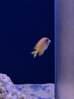 Blaulippen-Brostenzahndoktorfisch / Ctenochaetus...