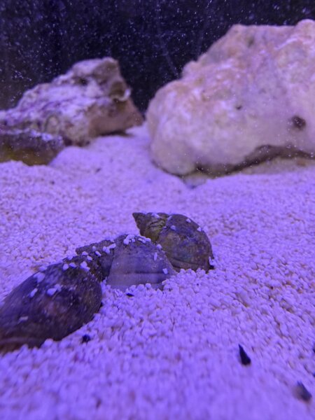 Wellhornschnecke / Nassarius reticulatus
