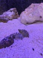 Wellhornschnecke / Nassarius reticulatus