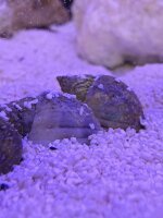 Wellhornschnecke / Nassarius reticulatus