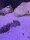 Wellhornschnecke / Nassarius reticulatus
