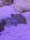 Wellhornschnecke / Nassarius reticulatus