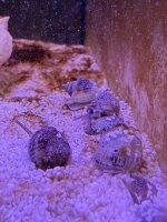 Sandschnecke / Nassarius vibex