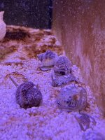Sandschnecke / Nassarius vibex