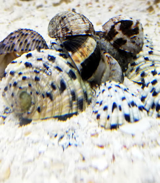 Napfschnecke / Nerite spec.