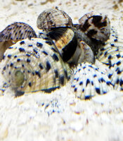 Napfschnecke / Nerite spec.