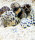 Napfschnecke / Nerite spec.