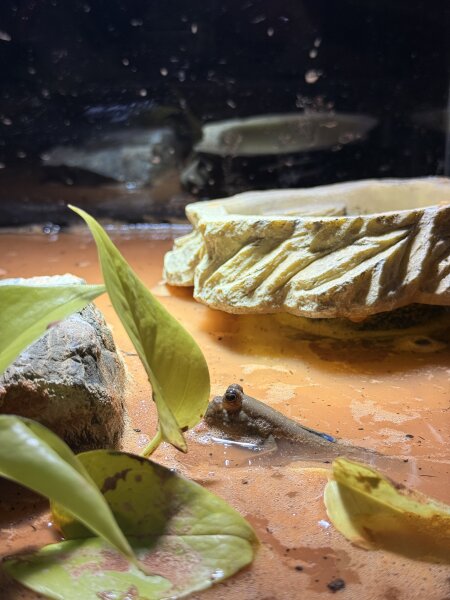 Schlammspringer / Periopthalmus barbarus