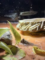 Schlammspringer / Periopthalmus barbarus