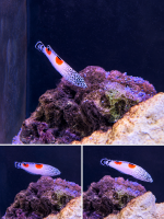 Spiegelfleck lippfisch / Coris aygula