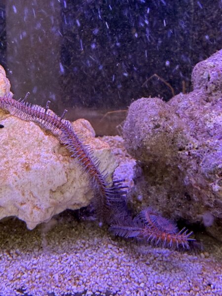 Olivegrüner Schlangenstern / Ophiaracna incrassata