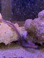 Olivegrüner Schlangenstern / Ophiaracna incrassata