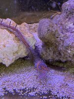 Olivegrüner Schlangenstern / Ophiaracna incrassata